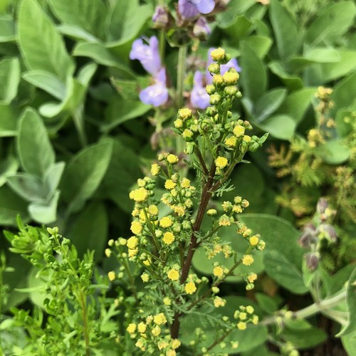 Einjähriger beifuß artemisia - beifuß,