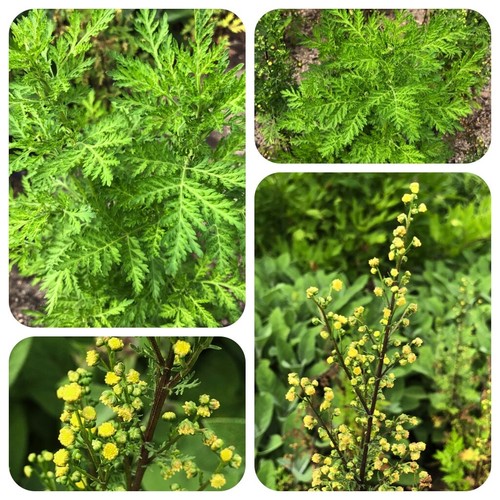Chinesischer beifuß artemisia - chinesischer,