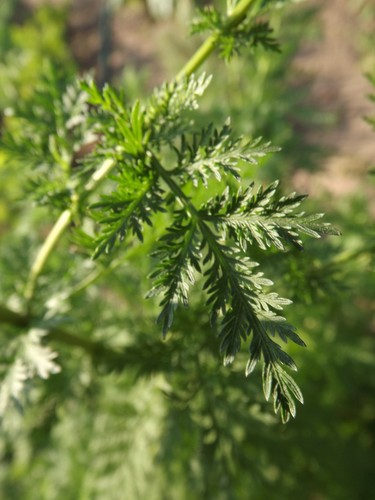 Beifuß qing hao artemisia - -,