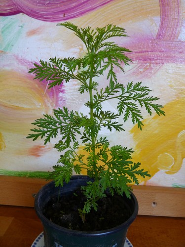 Artemisia annua pflanzen - 3,