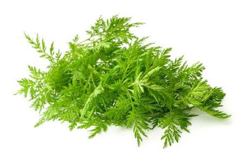 Einjähriger beifuß artemisia - einjähriger,