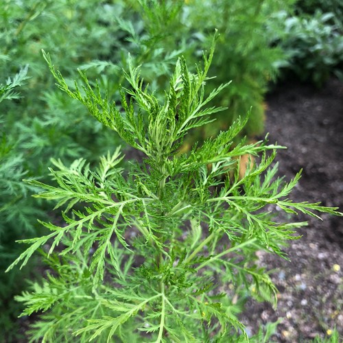 Chinesischer beifuß artemisia - chinesischer,
