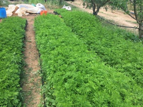 Artemisia annua samen qing hao - samen,